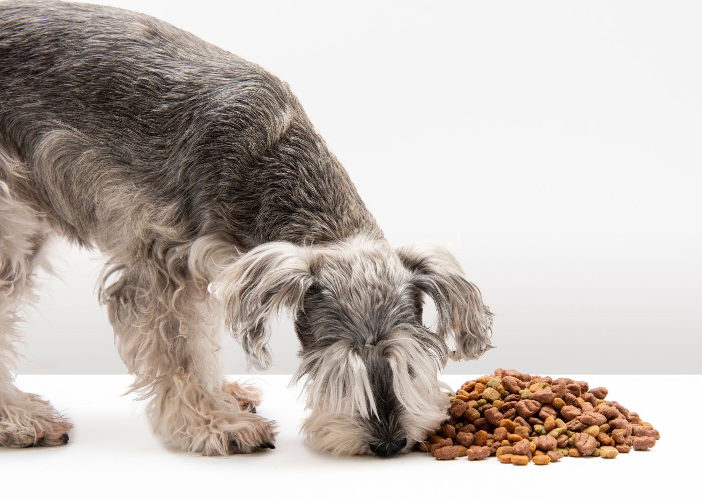 La Croquette Française pour Chien : Histoire et Caractéristiques