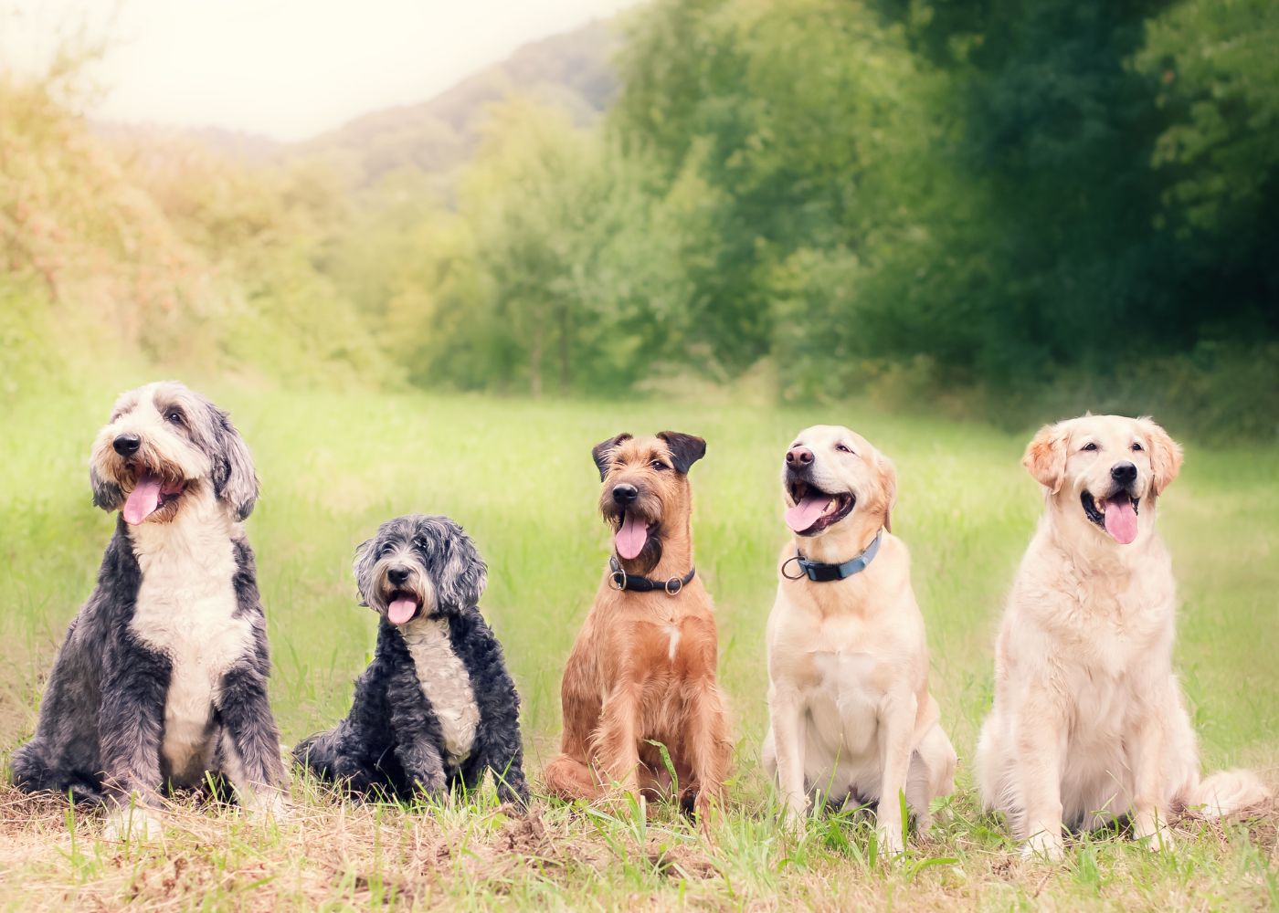 Faire son parcours scolaire en école d'ostéopathie animale